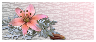 DNSEMP L 023 Pink Lily